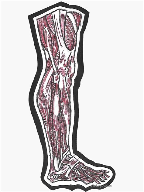 Calf Muscle Anatomy Side Hand Drawn Sticker For Sale By Artbyjodie