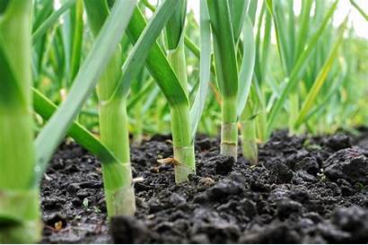Garlic Growing Zone
