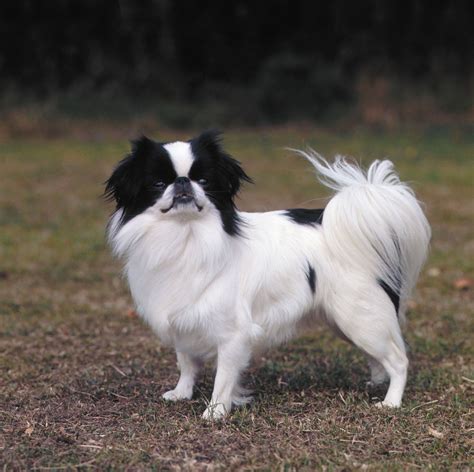 Japanese Chin Dog Breed Profile And Description Dog Dwell