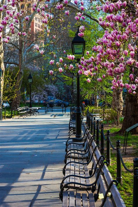 It's safe to say we will be visiting a few dozen times over the next weeks while the blooms are in full. 17 Best images about Central Park Spring on Pinterest ...