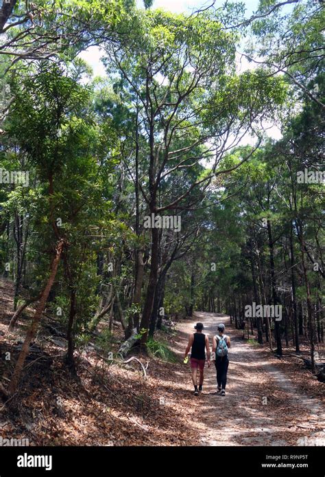 Couple Walking Through Forest On Tanglewood Track Noosa National Park