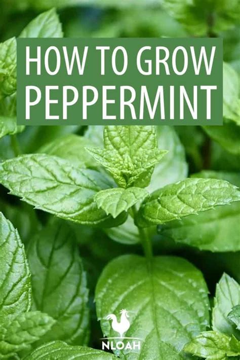 How To Care For Peppermint Plant Plant Corz