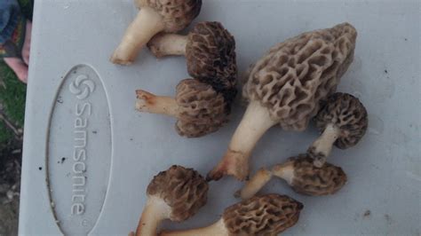 Morel Mushroom Hunting In Kentucky And Exploring Youtube