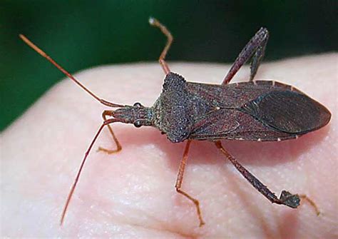 Do Stink Bugs Bite Are They Harmful Or Poisonous To Pets And Humans