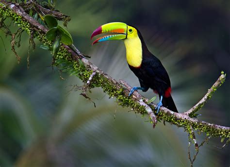 Fantastic Hd Wallpaper Toucan Exotic Tropical Bird