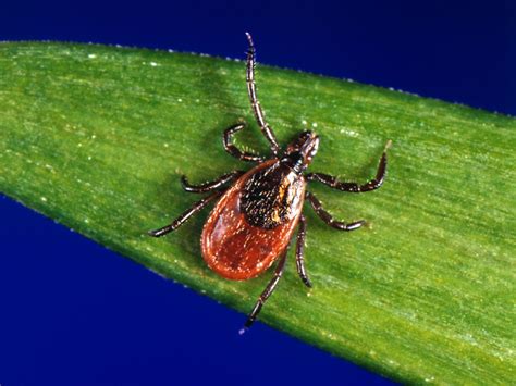 Lyme Disease Far More Common Than Previously Known Wyoming Public Media