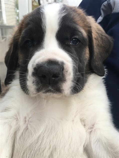 Post your items for free on offerup. St. Bernard Puppies For Sale | Spokane Valley, WA #311339