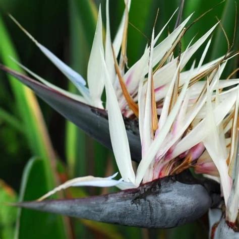 Maybe you would like to learn more about one of these? White Bird of Paradise Plants in 2020 | Birds of paradise ...