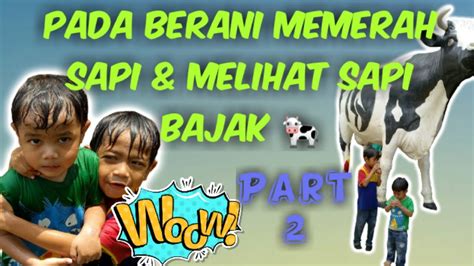 Ketemu Sapi Bajak Sawah Perah Sapi Seru2an Dlm Sawah Part 2 🤩🌾 Youtube