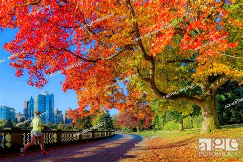 Fall Colour Stanley Park Seawall Vancouver British Columbia Canada