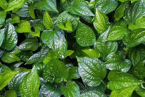 Betel Leaf Plant Piper Betel Buy Online In New Zealand At Desertcart