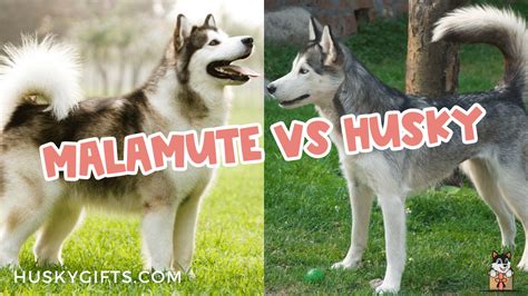 Alaskan Malamute Vs Siberian Husky Which Dog Is Better