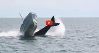 They use nutrients from their blubber, and only calves get milk from their mothers. Humpback Whale Almost Flips Over Motor Boat | The Inertia
