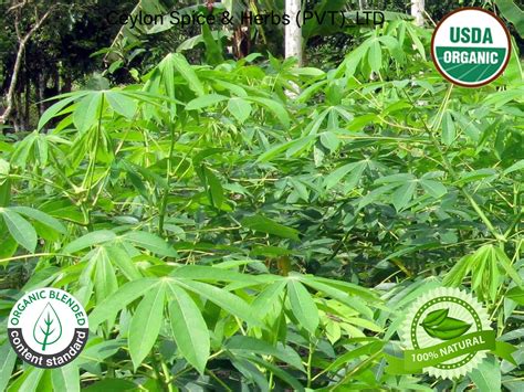 Fresh And Dried Cassava Leaves Healthy Tea Aurveda Medicine Etsy