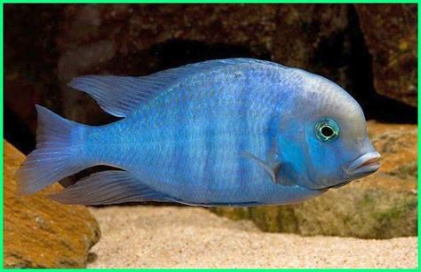 Detail Gambar Ikan Gambar Ikan Warna Biru Koleksi Nomer 2