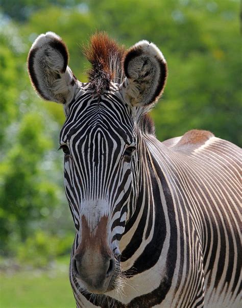 Grevy Zebra Photograph By Davandra Cribbie Pixels