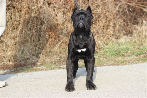 43 Best Cane Corso Breeders In Italy Picture Bleumoonproductions