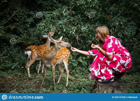Girl Feeding Wild Deer At Petting Zoo People Feed Animals At Outdoor