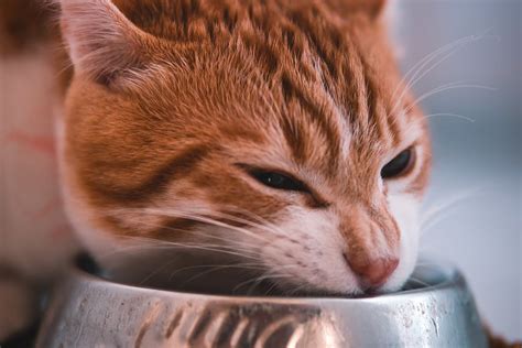 In contrast, dogs are omnivores living on animals and plants. Can Cats Eat Dog Food? The Answer May Surprise You