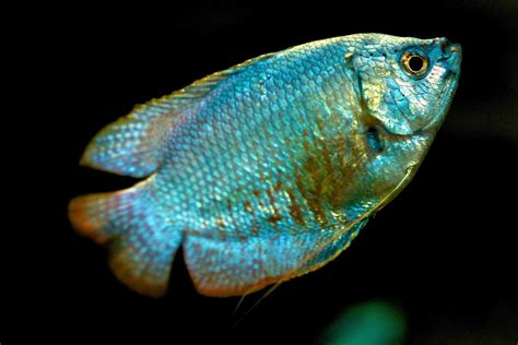 Is Your Gourami Male Or Female