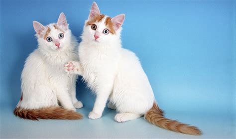 17 White And Gray Turkish Van Cat Furry Kittens