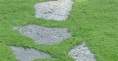 Which Plants To Use As Lawn Alternative Lawn Alternative Irish Moss