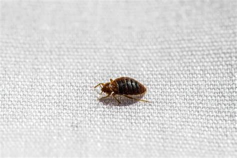 Eearly Signs Of Bed Bugs How To Check For Bed Bugs