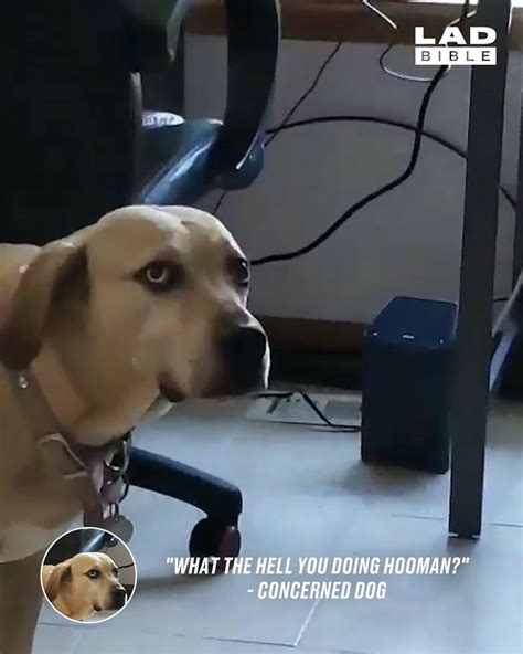 Ladbible Dog Doesnt Know What To Make Of Owner Using Vr