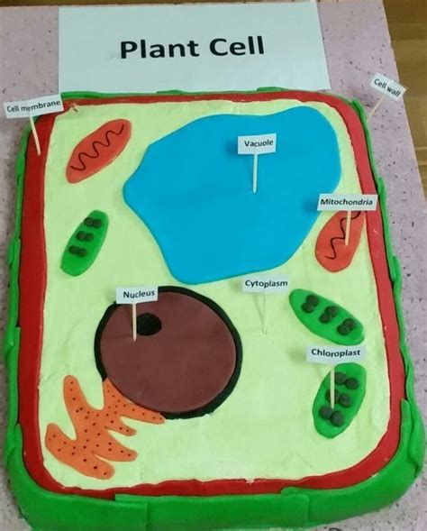 20 Plant Cell Model Ideas Your Students Find Them Interesting Animal