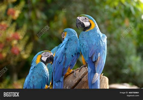 Many Parrots On Image And Photo Free Trial Bigstock