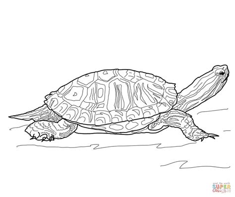 For a few turtles, slow just isn't their style. Box Turtle Coloring Page - KidsAdultColoring