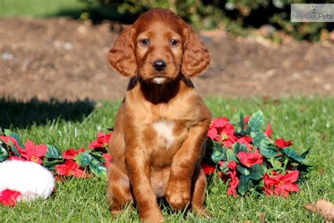 Irish Setter Puppy For Sale Near Lancaster Pennsylvania 0d57890f D8b1