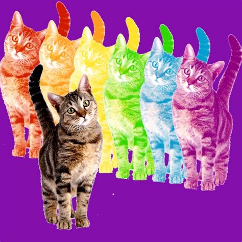 Rainbow Cats By Herizon Redbubble