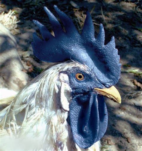 Blue Combed Chicken Mystery My Pet Chicken Blog