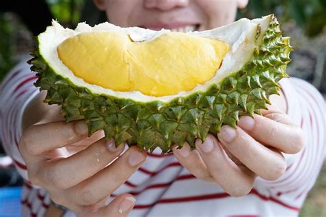 Selain itu, hal ini juga diperparah dengan kandungan alkohol pada durian yang dapat meningkatkan suhu tubuh menjadi lebih panas. Ibu Hamil Makan Durian, Amankah? - Sehati Kehamilanku