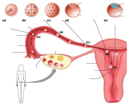 Development Zygote To Implantation In Uterus Mb Diagram Quizlet