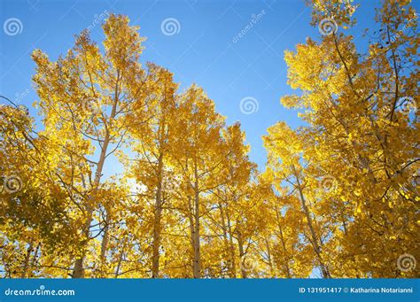 Fall Foliage On Yellow Aspen Trees Showing Off Their Autumn Colors