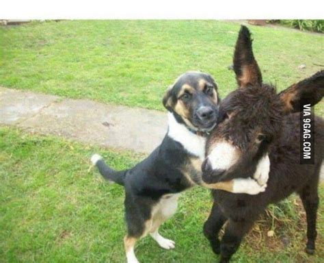 Dog Hugging Its Donkey Friend 9gag