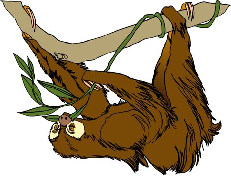Sloth Drawing Clip art - others png download - 600*464 - Free png image