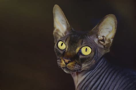 Portrait Of Hairless Sphynx Cat Yellow Eyes Oakland Veterinary