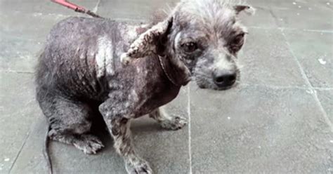 Stray Dog Was Recommended Euthanasia — But Rescuer Refused To Give Up ...
