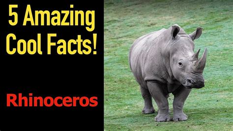 5 Fascinating Facts About Rhinoceros Youtube