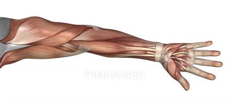 Anatomia Muscolare Del Braccio Umano Pollice Muscoli Stock Photo