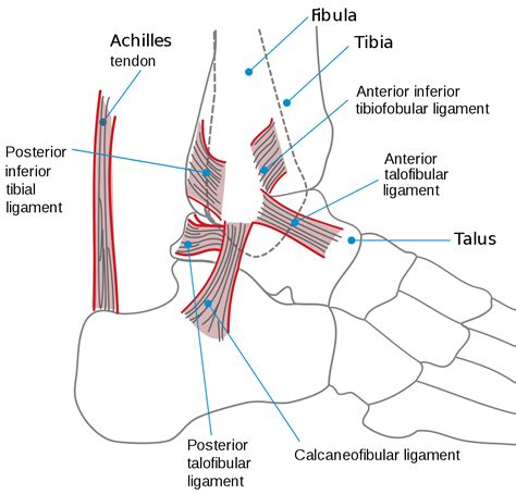 View 11 Lateral Ligaments Of The Ankle Joint Piccio Nide