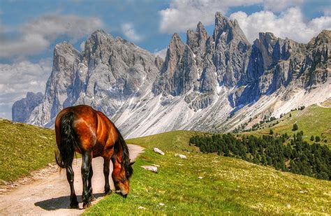 壁紙、イタリア、馬、山、south Tyrol、アルプス山脈、登山道、草、岩、自然、ダウンロード、写真