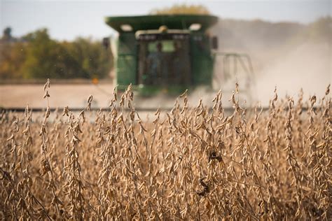Iowas Average Soybean Yield In Highest On Record