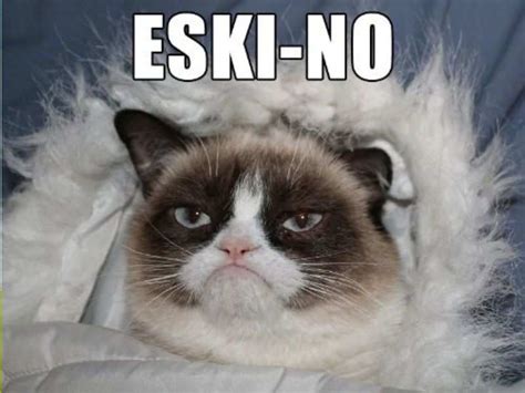 Happy 2 year work anniversary cat meme. Internet's favorite grumpy cat is no more! Here are some ...