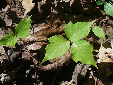 How To Identify Avoid And Treat Poison Ivy