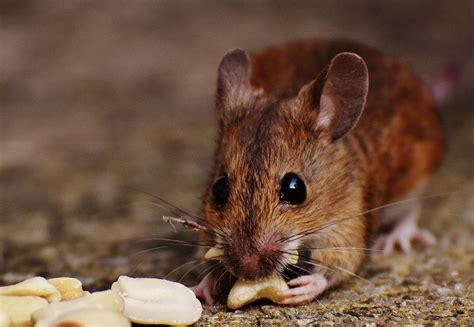 El Ratón Características Reproducción Alimentación Comportamiento