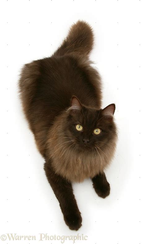 Fluffy Dark Chocolate Birman Cross Cat Looking Up Photo Wp25178